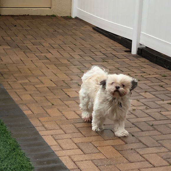 Meet your Posher, Elizabeth - Picture 15 of 16